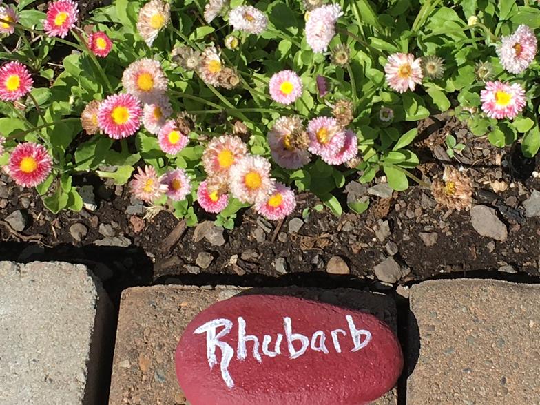 NOT Rhubarb