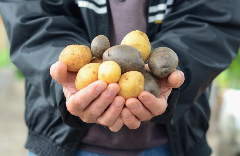 Potato Harvest by Sonja Younger