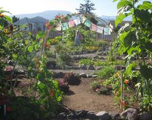 Looking South through Jaimi's Plot