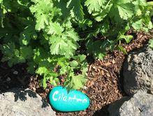 Cilantro