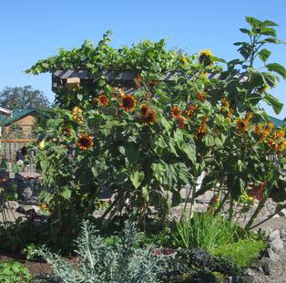 Sunflowers at Fir St.